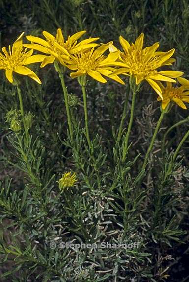 ericameria linearifolia 3 graphic